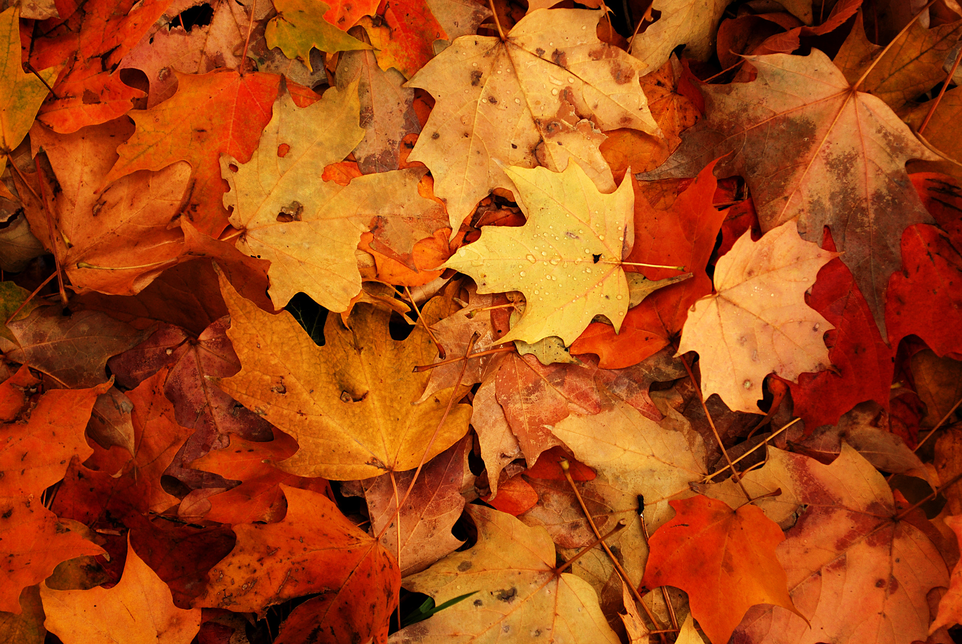 Background autumn leaves